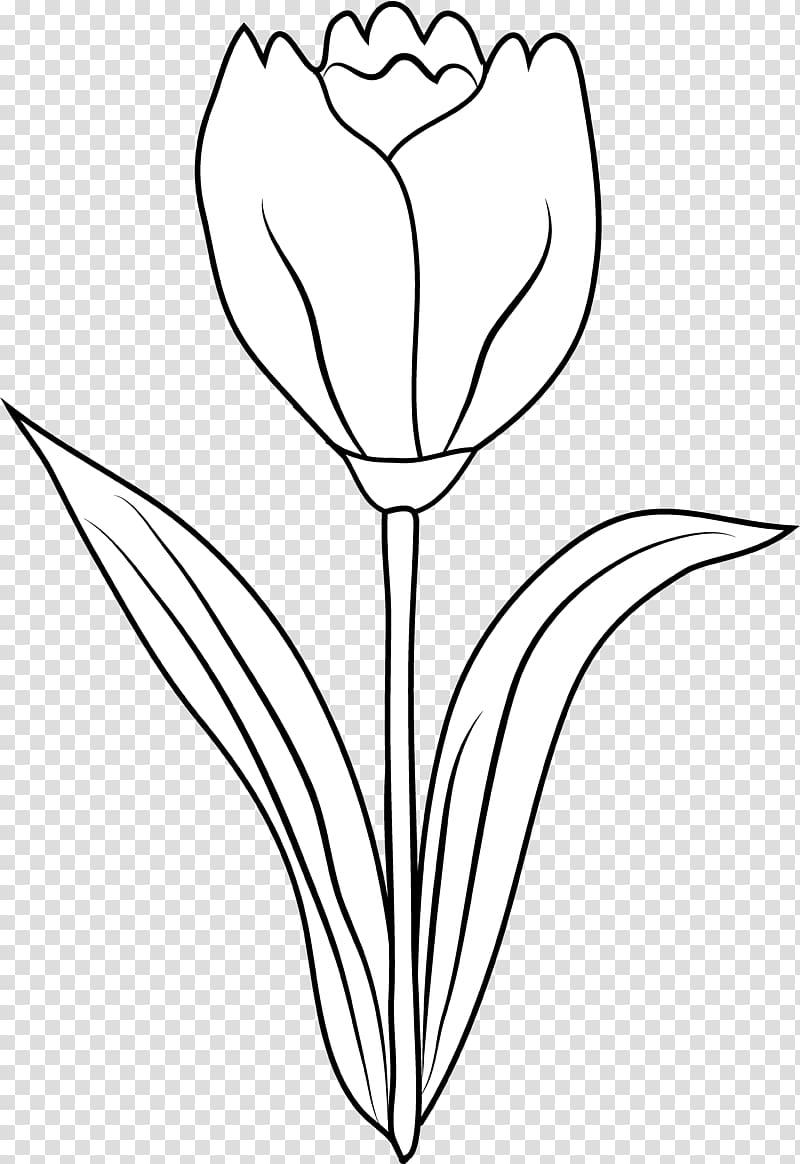 Tulip Black and white Drawing Coloring book , Tulip Outline transparent ...