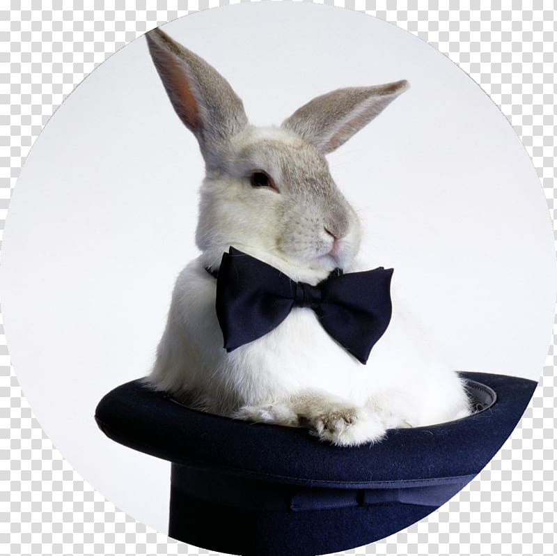 Hare Domestic rabbit Hat-trick Top hat, rabbit transparent background PNG clipart