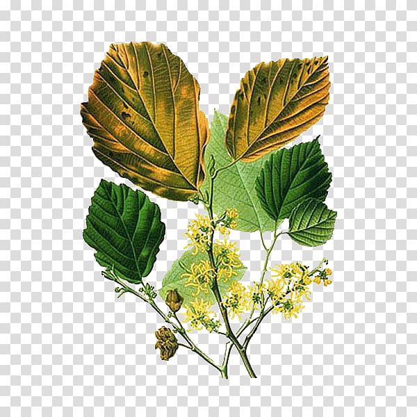 American witch-hazel Astringent Hamamelis mollis Shrub, tree transparent background PNG clipart