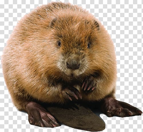 lovely beaver transparent background PNG clipart