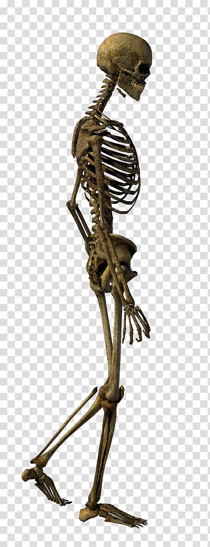 human skeleton illustration, Human skeleton Bone , Walking skeleton transparent background PNG clipart