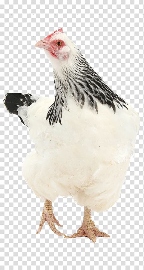 Rooster Sussex chicken Frizzle Bantam Hen, pen transparent background PNG clipart