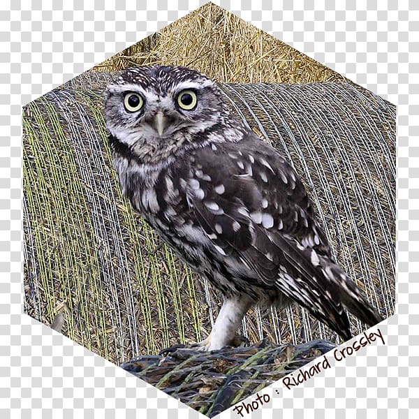 Great Grey Owl Little Owl Bird, chouette transparent background PNG clipart