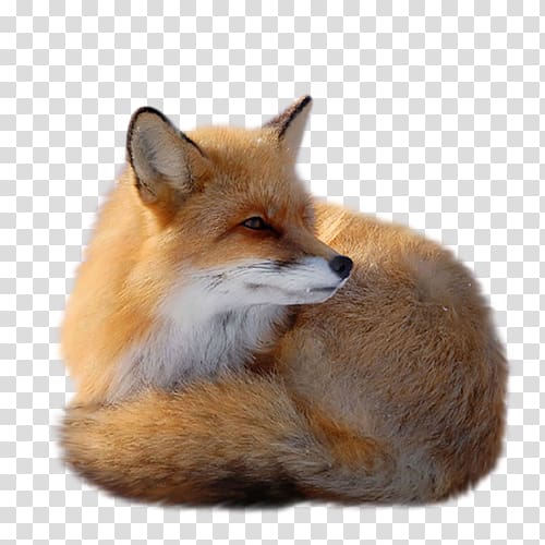 Red fox , Yellow Fox transparent background PNG clipart