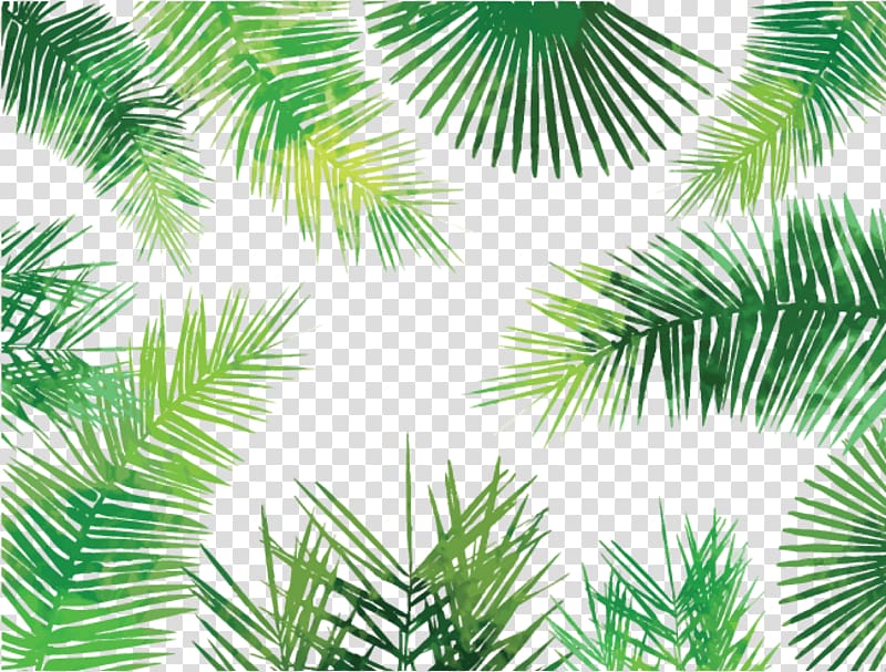 green leaves illustration, Asian palmyra palm Arecaceae Palm-leaf manuscript Tree, palm leaves transparent background PNG clipart