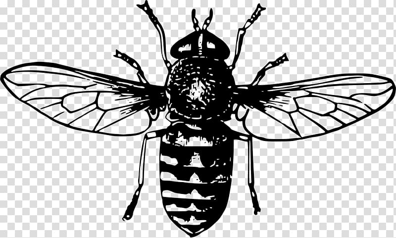 Queen bee Drawing Honey bee , bee transparent background PNG clipart