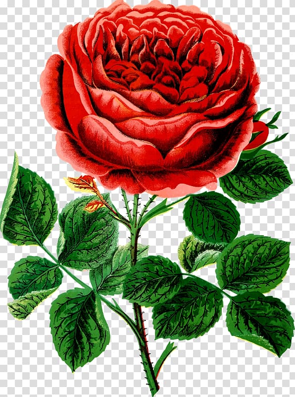 Garden roses Cabbage rose , ROSE BUSH transparent background PNG clipart
