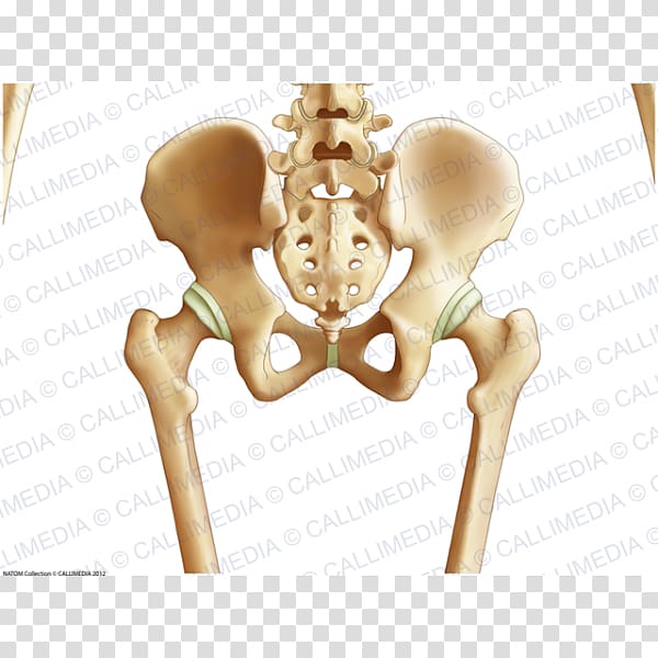 Pelvis Hip bone Human body, pelvis transparent background PNG clipart