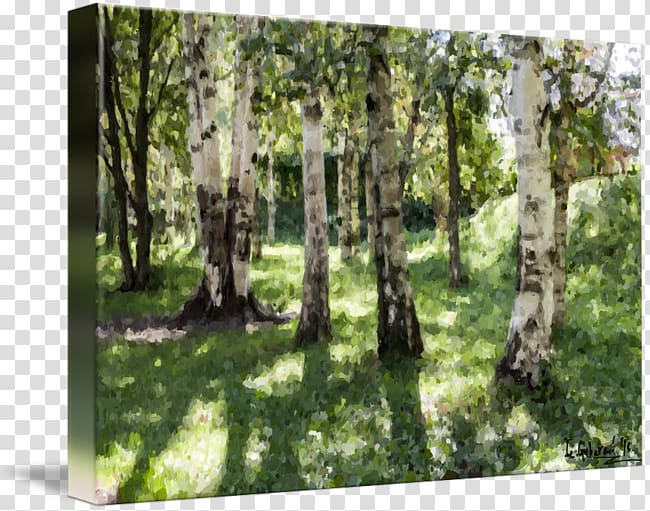 Temperate broadleaf and mixed forest Birch Woodland Landscape, Botanical Garden transparent background PNG clipart