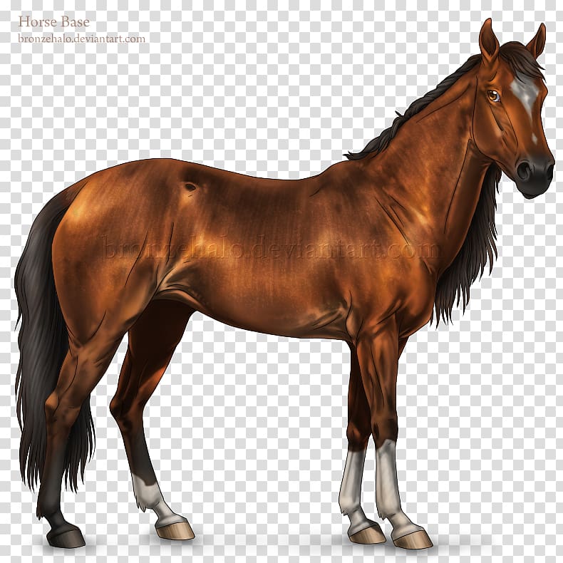 Mustang American Quarter Horse Arabian horse Stallion American Paint Horse, shading transparent background PNG clipart