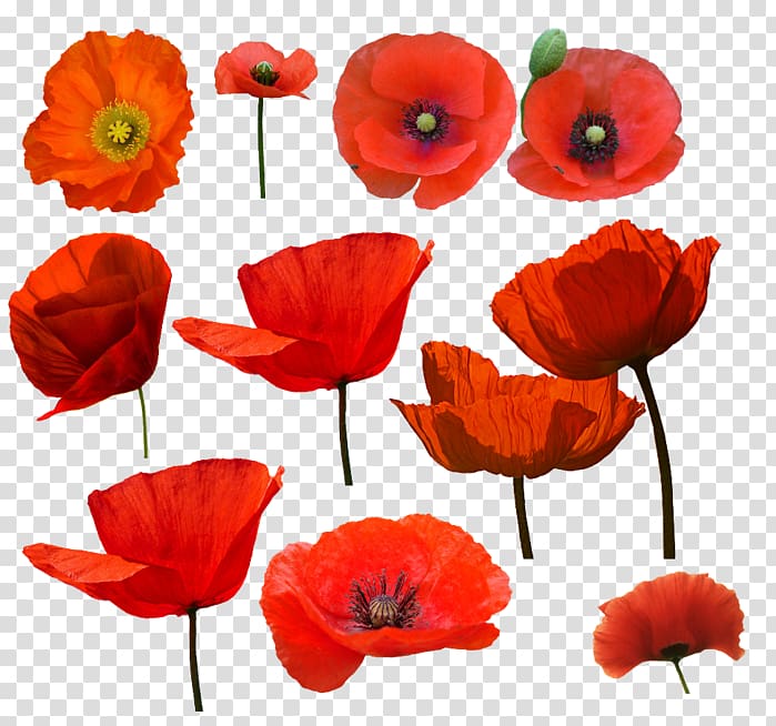 Common poppy Watercolor painting Drawing, painting transparent background PNG clipart