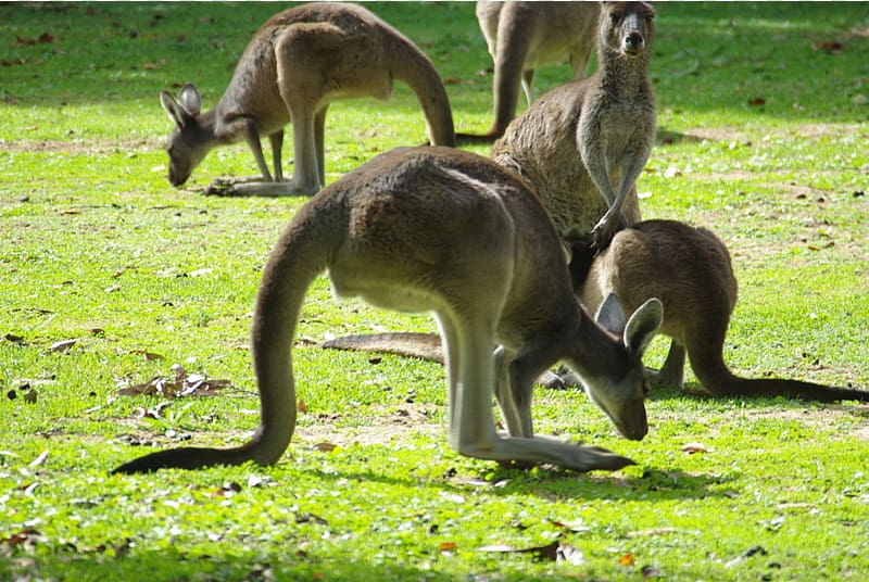 Red kangaroo Western grey kangaroo Eastern grey kangaroo Koala Bennett\'s tree-kangaroo, kangaroo transparent background PNG clipart