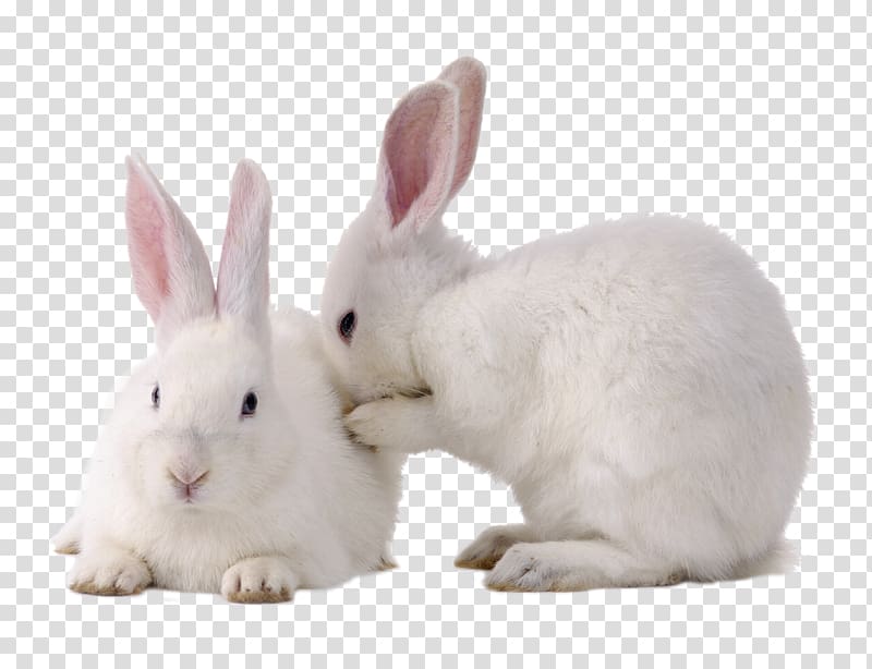 Domestic rabbit Easter Bunny Cruelty-free Hare European rabbit, rabbit transparent background PNG clipart