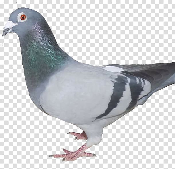 dove Columbidae Domestic pigeon Feral pigeon Bird, Bird transparent background PNG clipart