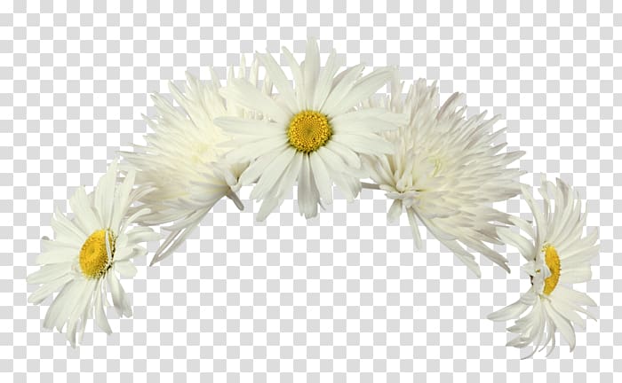 Flower Raster graphics editor , Marguerite transparent background PNG clipart