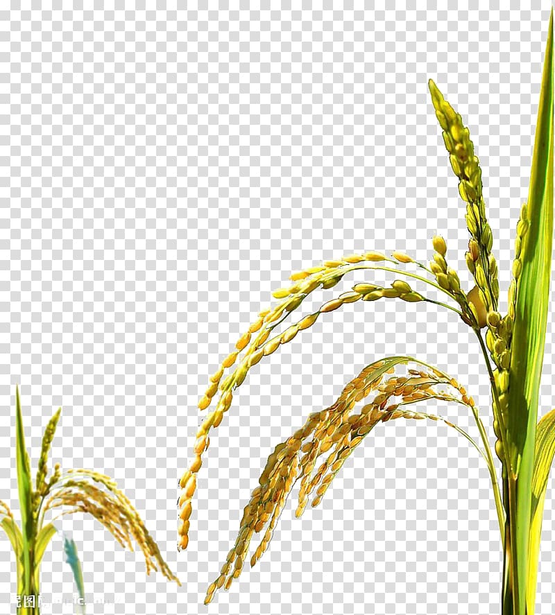 Rice Oryza sativa Poster, Mature rice transparent background PNG clipart