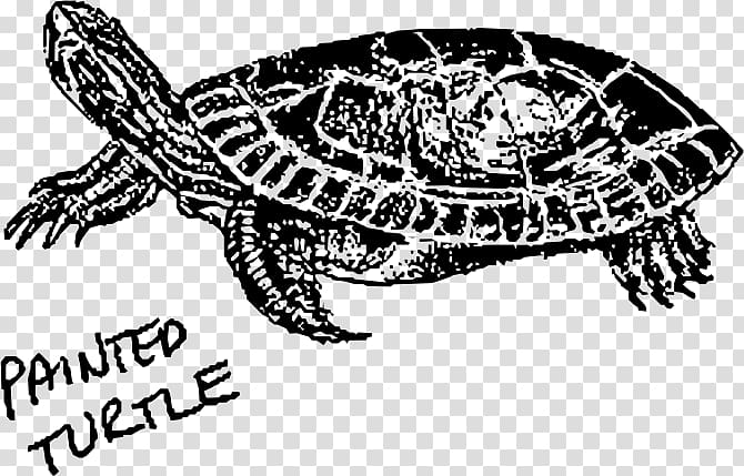 Hawksbill sea turtle , turtle transparent background PNG clipart