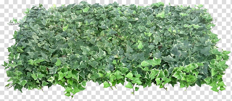 Green, bushes transparent background PNG clipart