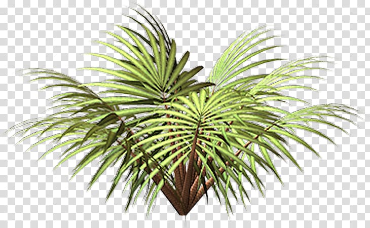 Coconut Vegetation Date palm Flowerpot Leaf, coconut transparent background PNG clipart