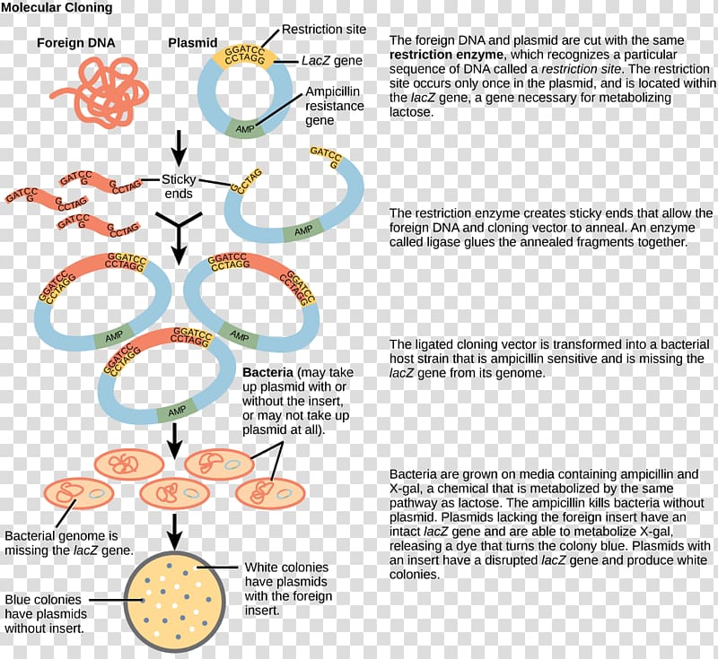 Molecular cloning Molecular biology Recombinant DNA, fine transparent background PNG clipart