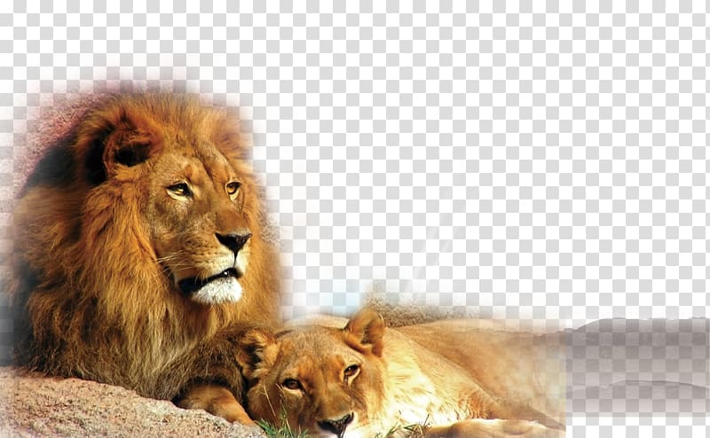 East African lion Cat Black panther Felidae Tiger, Two lions transparent background PNG clipart