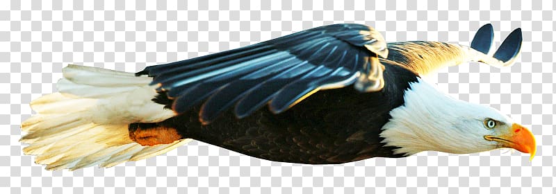 Bald Eagle Bird Beak Desktop , Bird transparent background PNG clipart