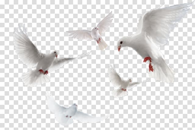 Columbidae Rock dove, others transparent background PNG clipart