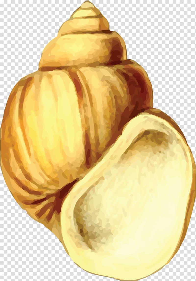 Seashell Gastropod shell , seashells transparent background PNG clipart