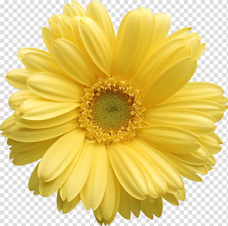 Yellow , Creative floral design Creative Hand-painted flowers transparent background PNG clipart