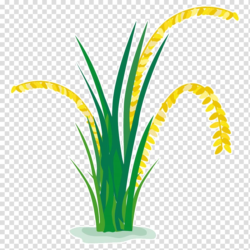 Rice graphics Paddy Field Grasses, rice transparent background PNG clipart