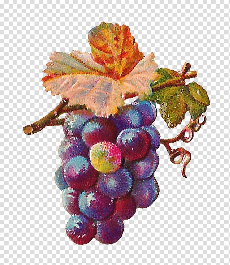 Common Grape Vine Zante currant Grape leaves Wine, grapefruit transparent background PNG clipart