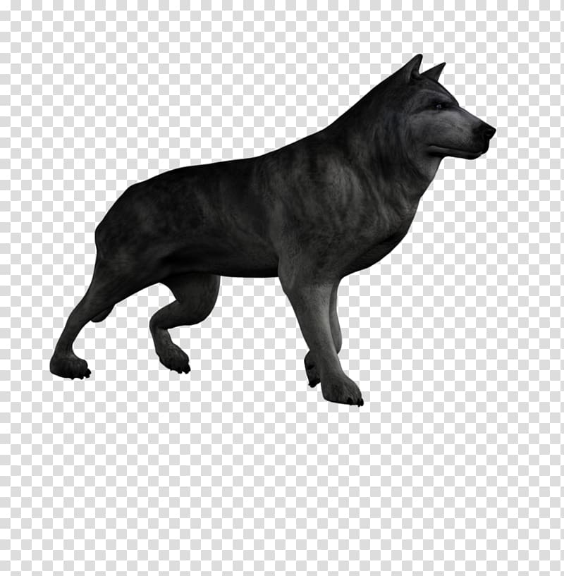 Dog breed DAS Productions Inc Mare Cold chill Foal, Wolf Creative transparent background PNG clipart