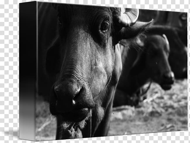 Bull Cattle Ox Horn , Water Buffalo transparent background PNG clipart