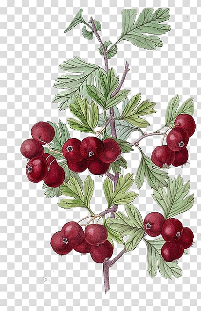 red pomegranate fruit illustration, Botanical illustration Botany Drawing Illustration, Hand-painted flowers Realism berries transparent background PNG clipart