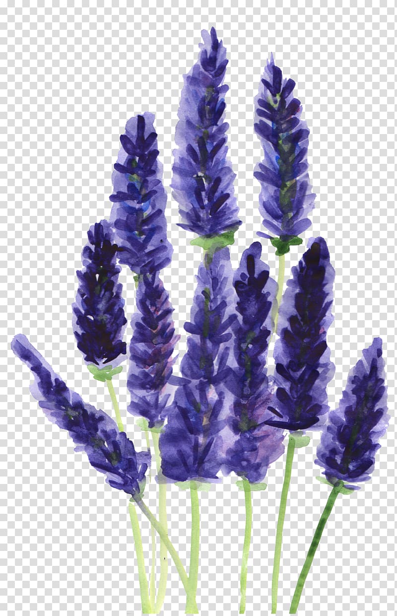 Lavender Watercolor: Flowers Plants Botany Drawing, plants transparent background PNG clipart