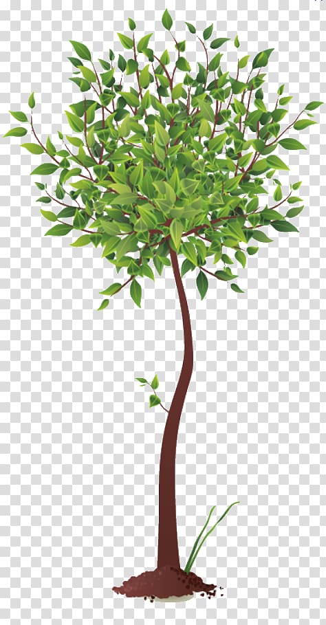 Root Tree, tree transparent background PNG clipart