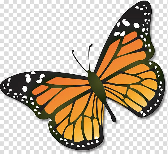 brown, black, and white butterfly , Monarch butterfly Insect , Cartoon Monarch Butterfly transparent background PNG clipart