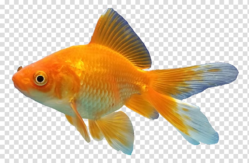 Goldfishes Feeder fish Aquarium, fish transparent background PNG clipart