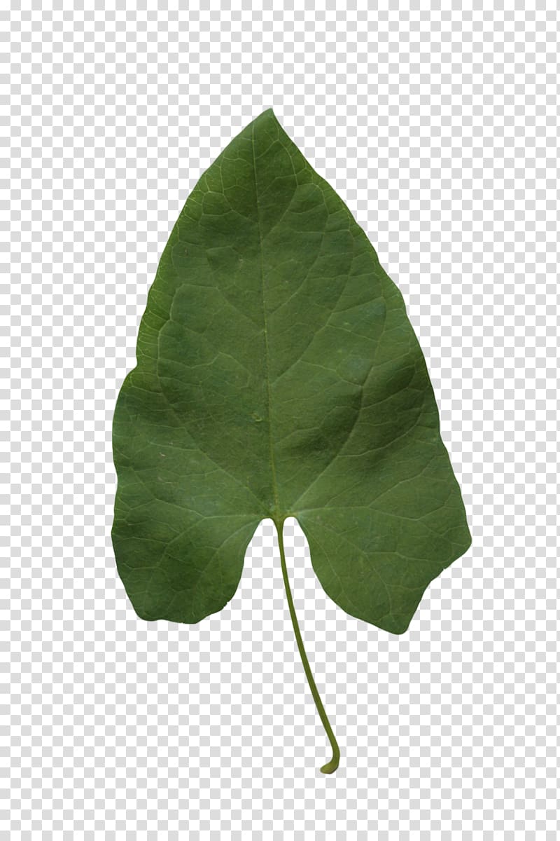 Leaf Alpha Compositing Plant Leaf Texture Transparent Background Png