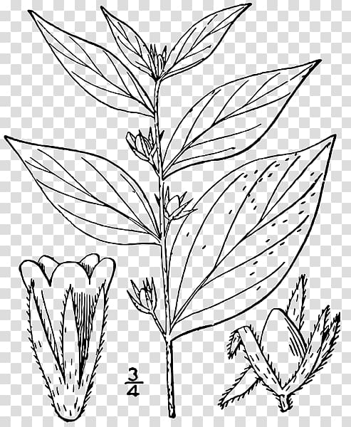 Lithospermum latifolium Species Crinum latifolium Plant, others transparent background PNG clipart