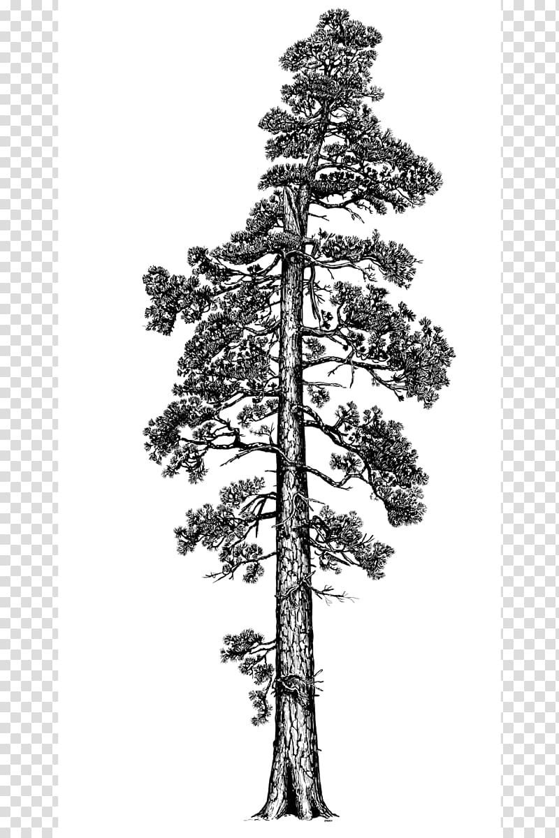 Big Tree Vector Art & Graphics | freevector.com