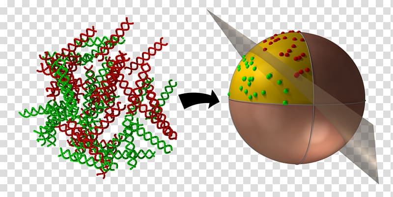 Microalgae Biotechnology Research Molecular biology Cell, University Of Stavanger transparent background PNG clipart