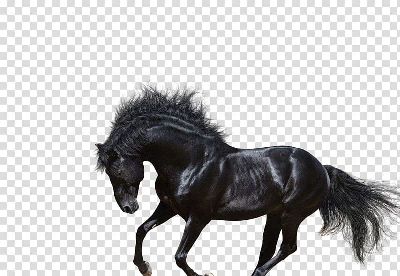 Arabian horse Andalusian horse Trakehner American Quarter Horse Stallion, Pentium horse transparent background PNG clipart
