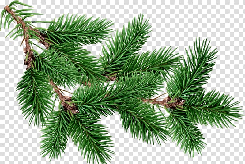Green tinsel, Fir Pine Tree , free christmas tree branches