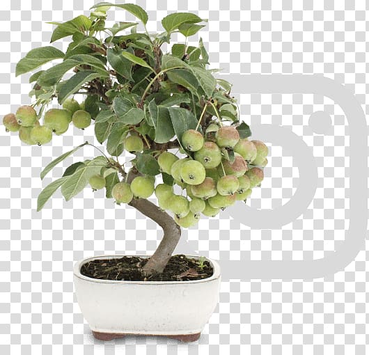 Chinese sweet plum Flowerpot Tree Sageretia, tree transparent background PNG clipart