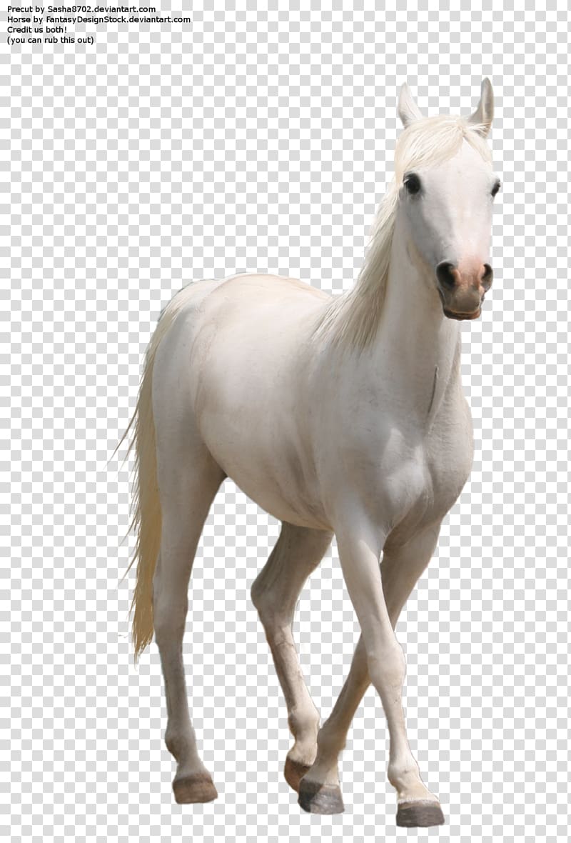 animated white horse illustration, Whitehorse, Horse 7 transparent background PNG clipart