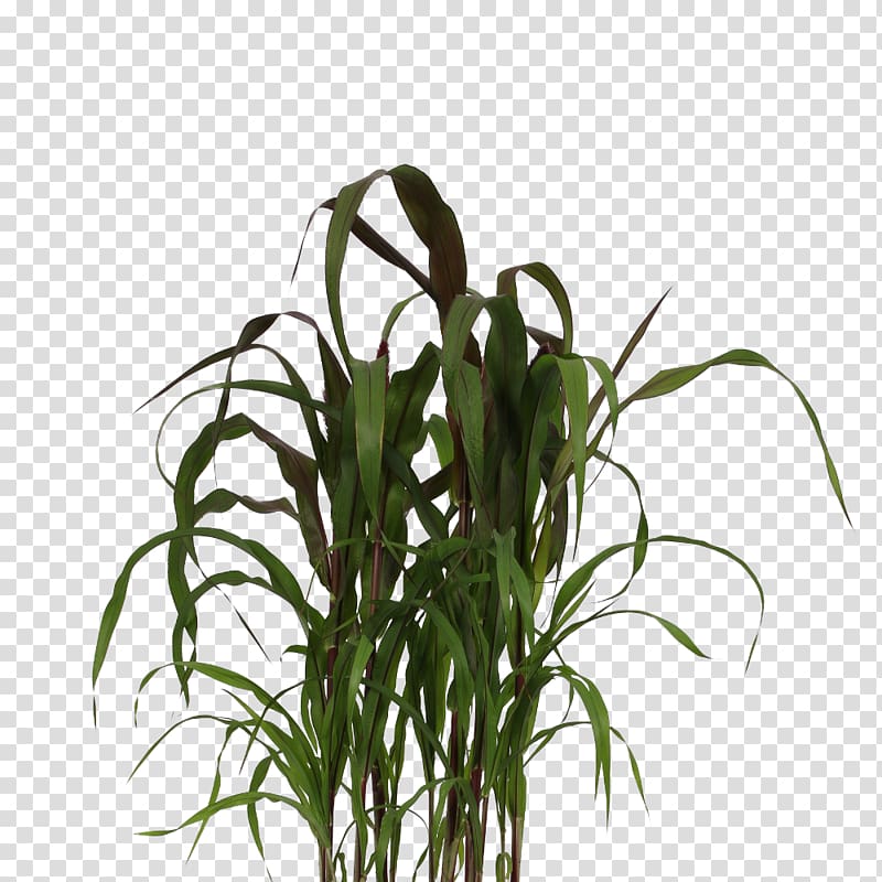 Chinese fountain grass Ornamental grass Lampepoetsergras Plants Product, pennisetum transparent background PNG clipart