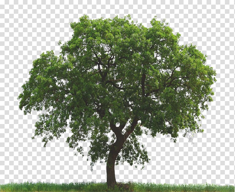 Tree Oak Pruning Arborist Nursery, tree transparent background PNG clipart