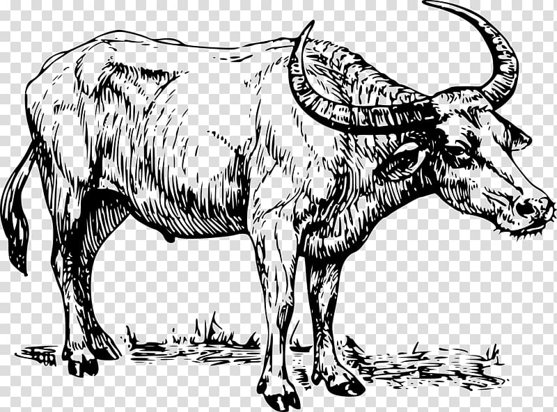 Water buffalo Drawing , bison transparent background PNG clipart