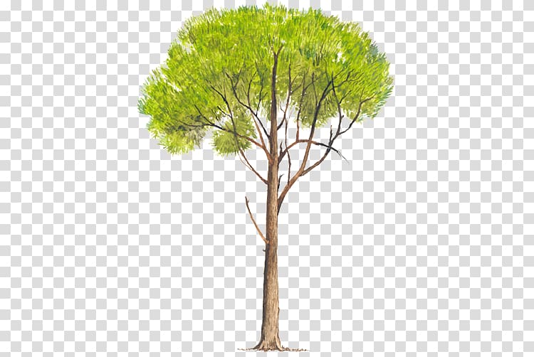 Pinus radiata Pinus elliottii Tree Pinus pseudostrobus Pinus patula, tree transparent background PNG clipart